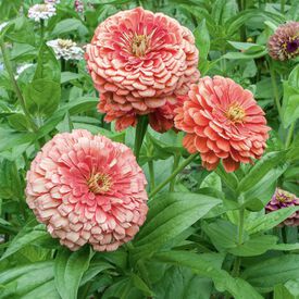 Benary's Giant Salmon, Zinnia Seeds